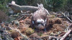 Hat-trick of eggs for osprey NC0 after mate fends off intruders