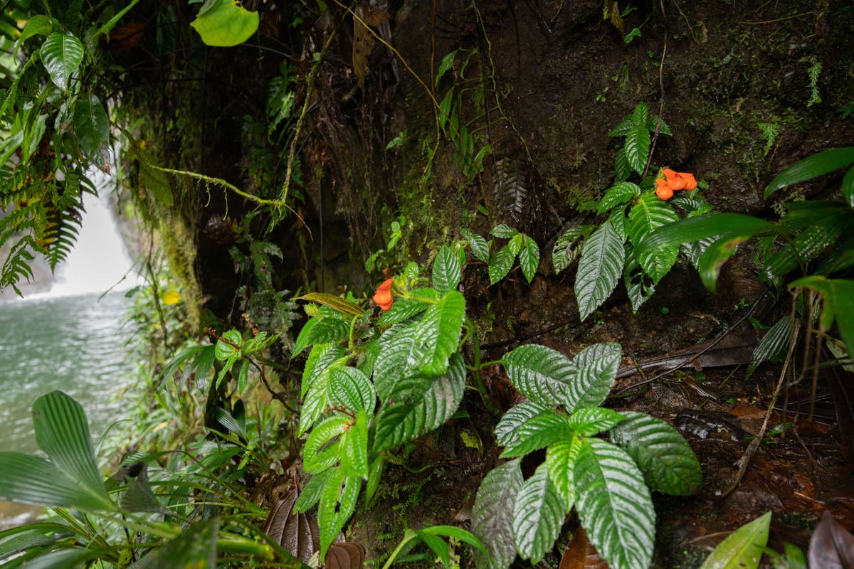 A rediscovered flower named after its own extinction