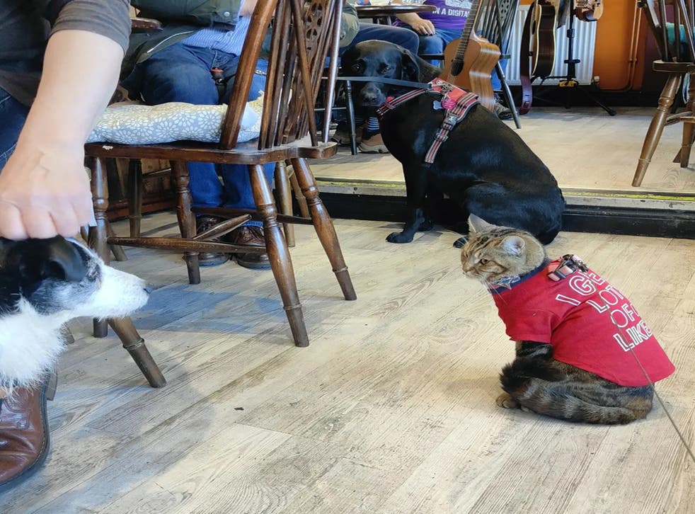 MewPaul is unfussed by the dogs in a Hull pub (Collect/PA Real Life)