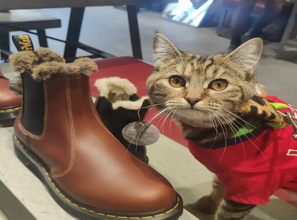 MewPaul juding the Dr Martens while shopping in Hull (Collect/PA Real Life)