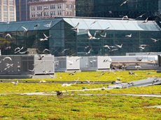 From New York’s ‘number-one bird killer’ to wildlife haven: How the Javits Center went green