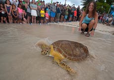 Healed sea turtle released to mark Earth Day in Florida Keys