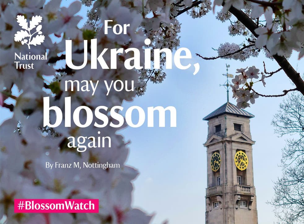 A #BlossomWatch advert featuring an image taken by Franz Zubieta Mariscal (National Trust/PA)