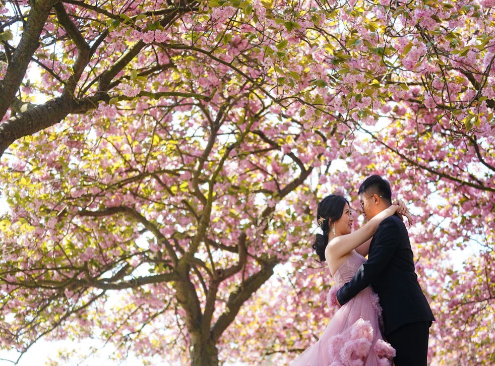A couple embrace under a blossom tree in Greenwich Park, London (Victoria Jones/PA)