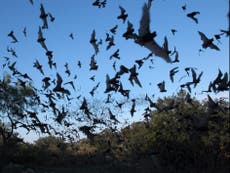 Where do bats get their terrifying reputation from?