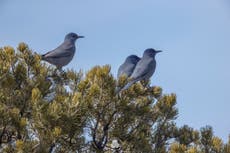 Protections sought for Western bird linked to piñon forests