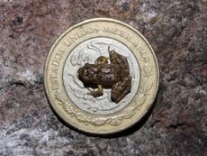 ‘Utterly fascinating’ species of frog smaller than a 1p coin discovered in Mexican forest