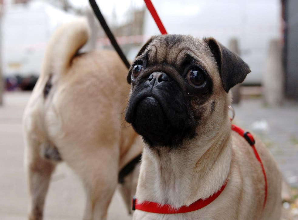 A four-month-old pug (Clara Molden/PA)