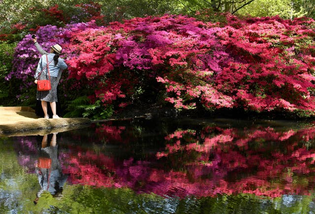 Visitors record images amongst azalea and rhododendron blossom in Richmond Park, Londres