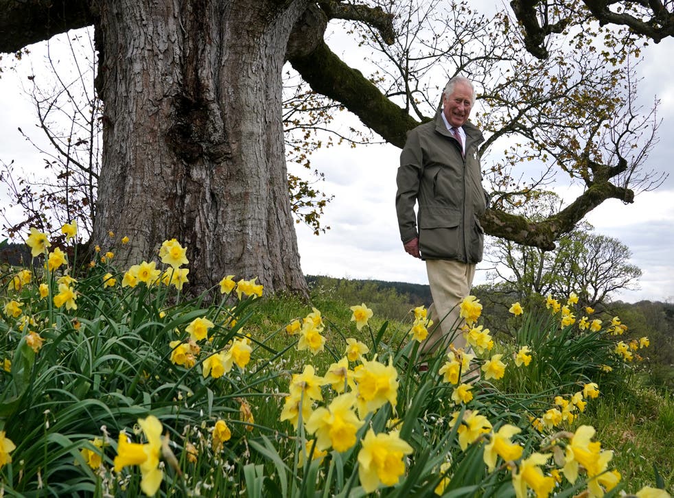Charles is patron of the Queen’s Green Canopy (QGC) a tree-planting initiative to mark the Jubilee (Andrew Milligan/PA) The Prince of Wales, Patron of The Queen’s Green Canopy (QGC), stands under the ‘Old Sycamore’ in the walled gardens at Dumfries House, as he unveils a nationwide network of seventy ancient woodlands and seventy ancient trees, including the sycamore, to be dedicated to his mother, Queen Elizabeth II, in celebration of the Platinum Jubilee. Picture date: Monday April 25, 2022. PA Photo. See PA story ROYAL Canopy. Photo credit should read: Andrew Milligan/PA Wire