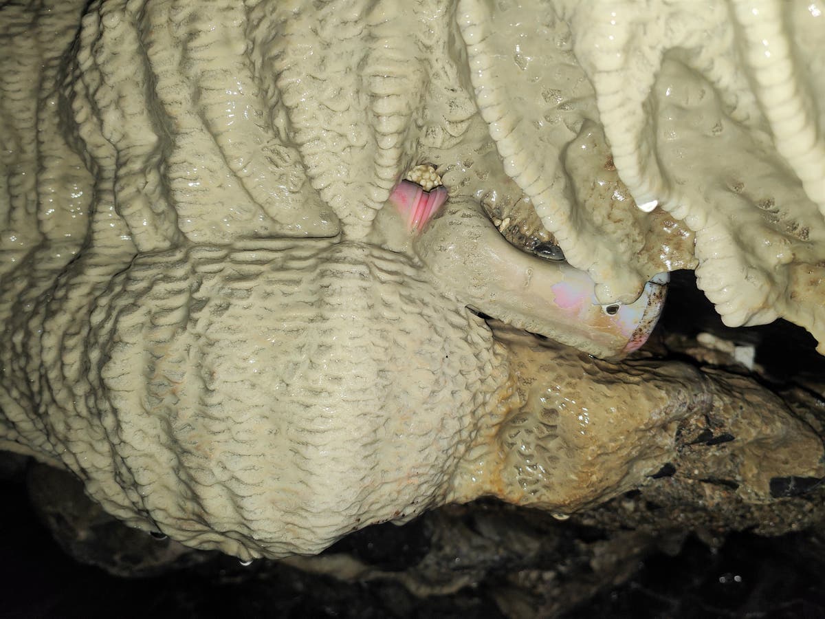 Plastic bottle found encased in Cornwall cave limestone