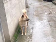 Chinese netizens invoke Richard Gere film after dog travels 40km to search for owner