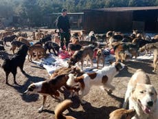 Hundreds of cats and dogs killed in attacks on Ukrainian animal shelter