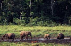 New efforts to protect African forest elephants in Gabon for nature and climate