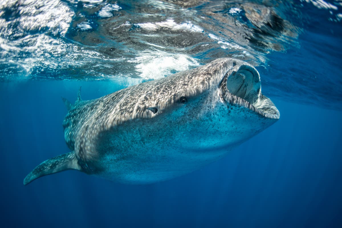 Whale shark found eating seagrass in first, making them world’s largest omnivores