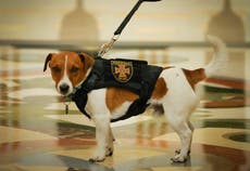 Patron the bomb-sniffing Jack Russell gets medal from Ukraine president