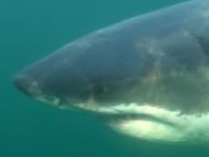 Massive great white shark dubbed ‘Ironbound’ spotted swimming off New Jersey shore
