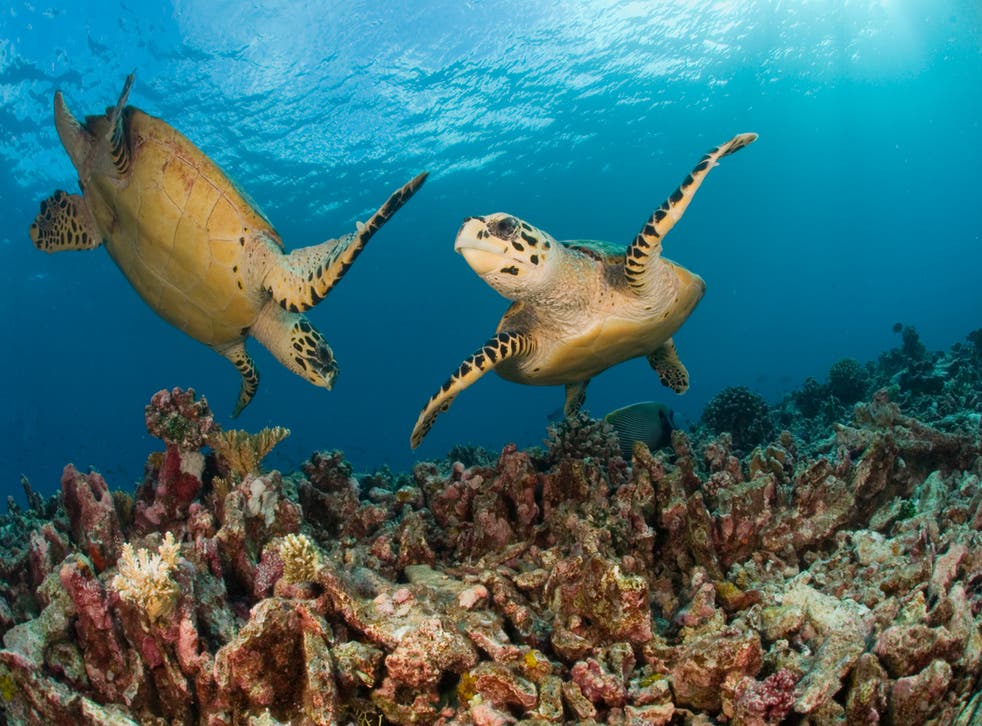 <p>Hawksbill turtles are one of the most recognisable species of turtle </p>