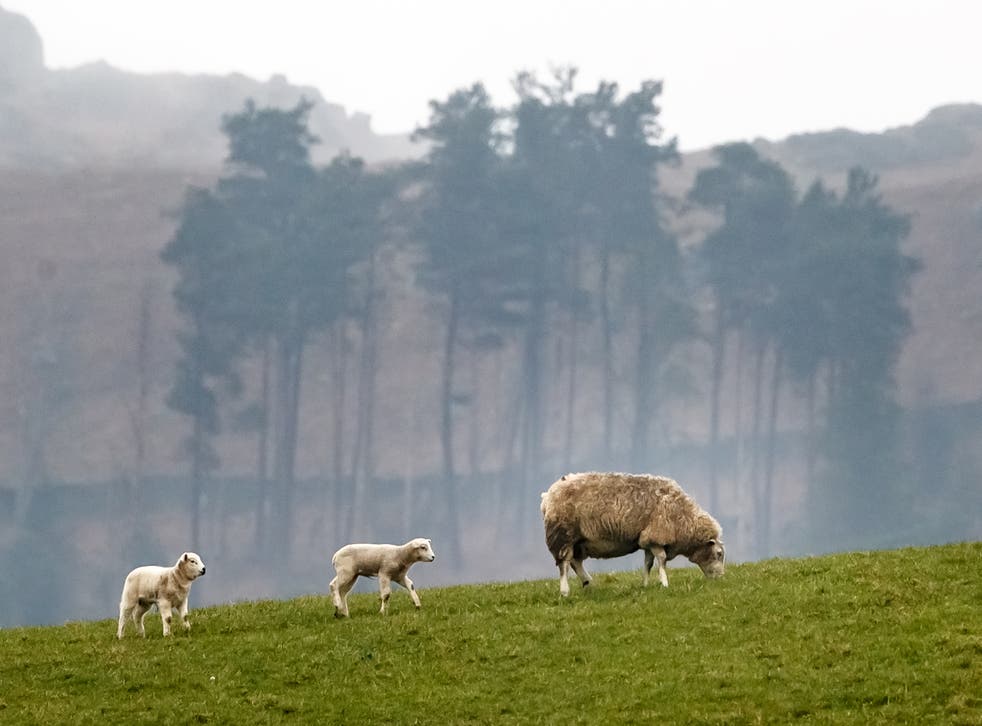 The OEP said tackling water pollution caused by agricultural run-off from livestock should be a priority (Danny Lawson/PA)