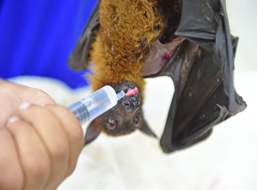<p>In this picture taken on 3 Kan 2022, Shervin Everett (not pictured), a hospital curator, feeds an Indian Flying Fox bat at Jivdaya Charitable Trust in Ahmedabad</s>