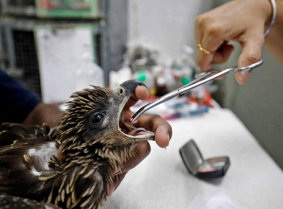 <p>A vet provides medicine to an eagle in Ahmedabad</bl>