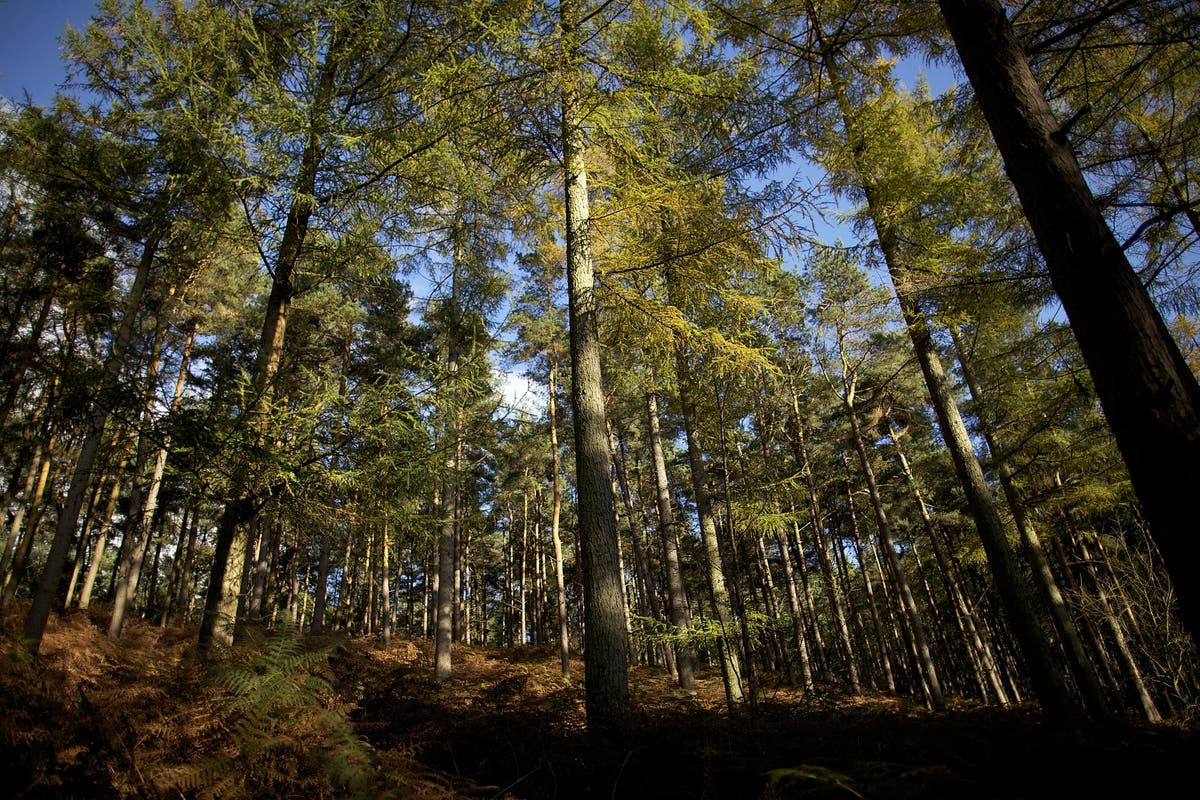 Trees across Dorset poisoned in ‘deliberate bid to kill them’