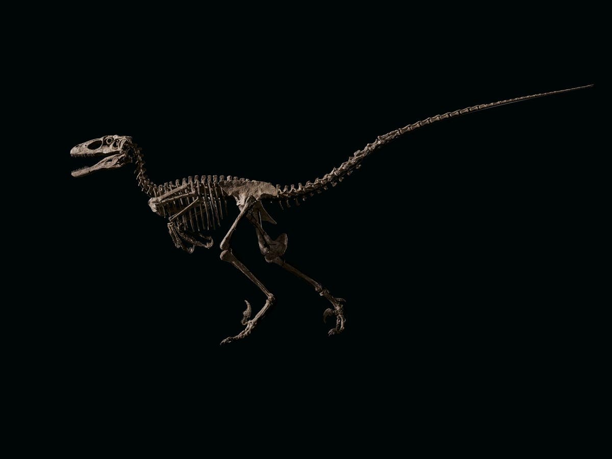 Dinosaur skeleton that helped inspire ‘Jurassic Park’ sells for $12.4m