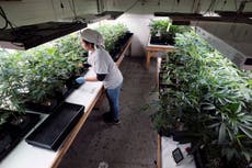 Tax cut for California pot industry: Too little, too late?  