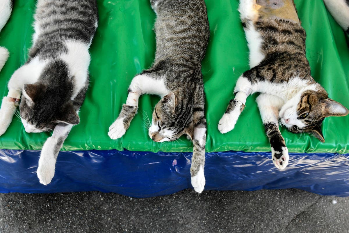 Cats who live together know each other by name, Japanese study finds