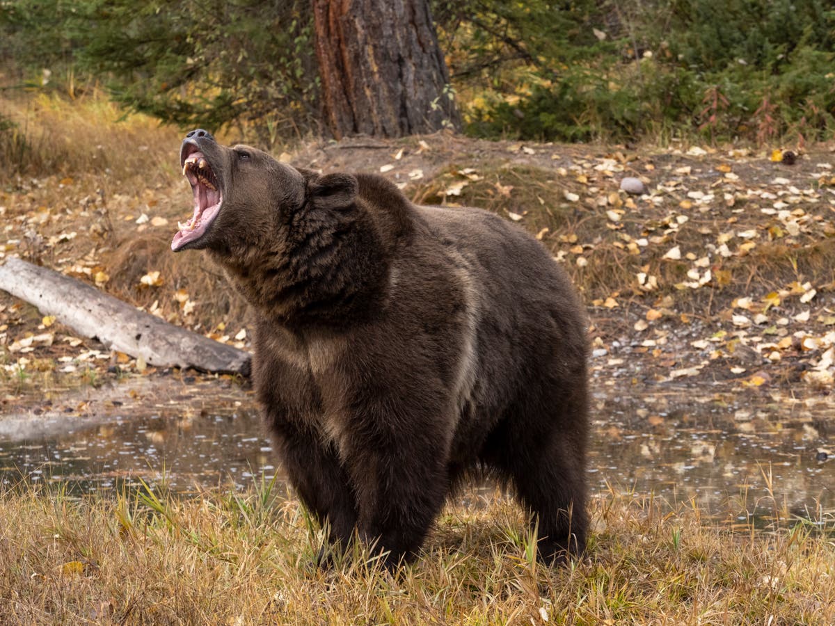 Couple fight off bear with kitchen knife after it charges through window