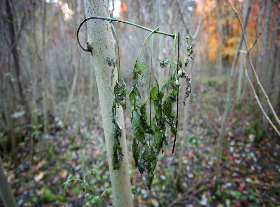 Ash tree with ash dieback (Gareth Fuller/PA)