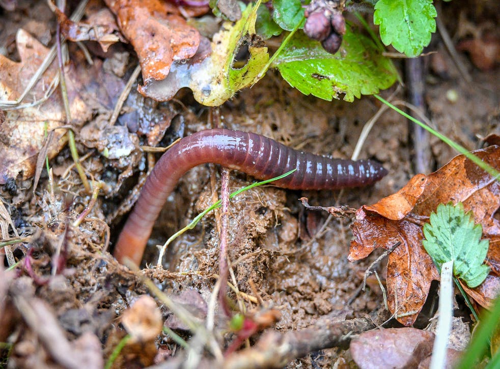 Earthworms are eaten by New Zealand flatworms (Ben Birchall/PA)