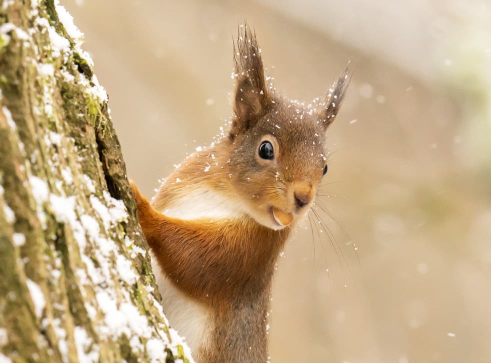 Red squirrel numbers have fallen 96% since the 19th century (Danny Lawson/PA)
