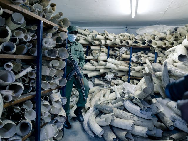 An armed guard at an elephant tusk store in Harare, Zimbabwe.