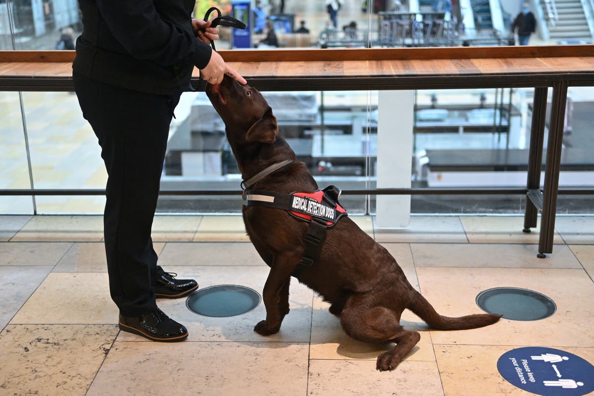 Sniffer dogs ‘can accurately detect airport passengers infected with Covid-19’