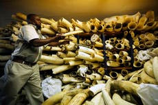 Zimbabwe urges sale of stockpile of seized elephant ivory