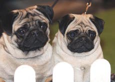 Pugs have high health risks and ‘can no longer be considered a typical dog’