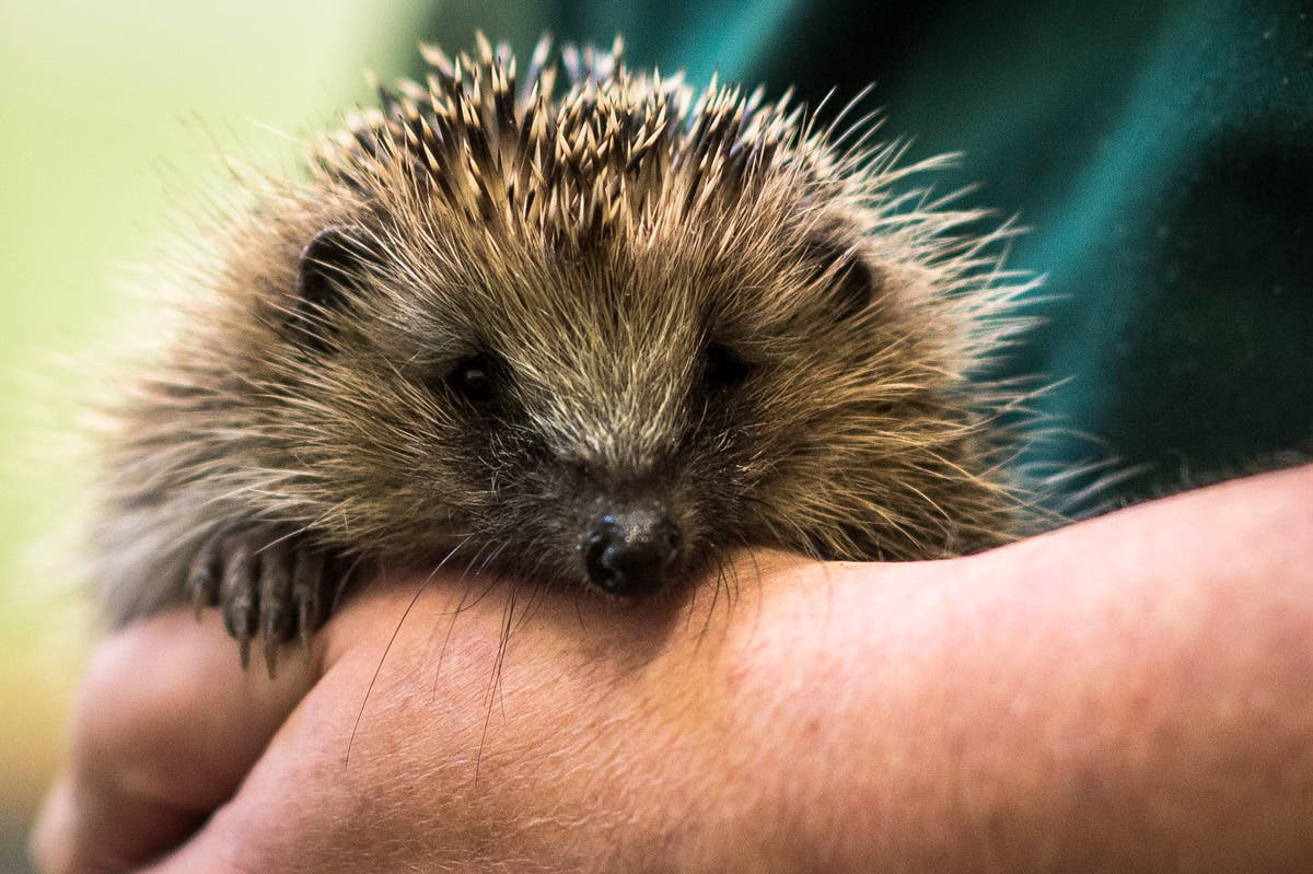 Nonsensical to have protections for newts but not for hedgehogs, says MP