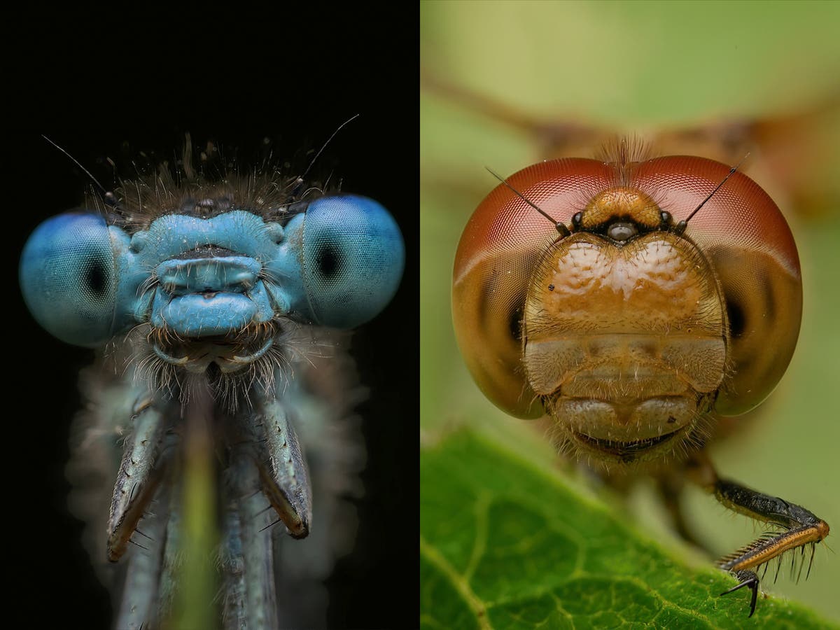 A bug’s life: photographer captures the beauty of insects in his back garden