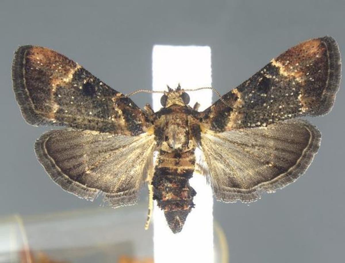 ‘Very flashy’ moth not seen since 1912 found in Detroit airport passenger’s luggage