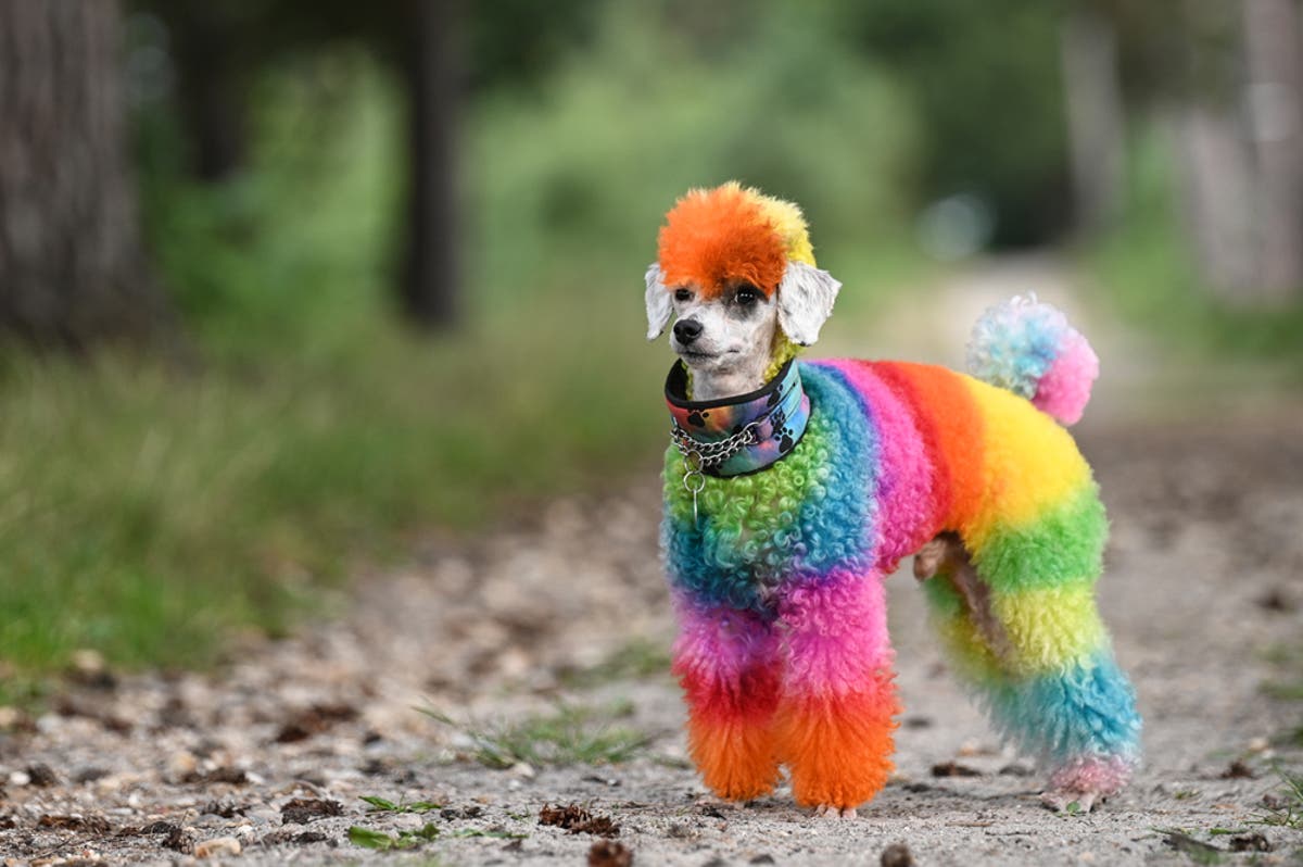 Rescue pooch attracts ‘poodle paparazzi’ with his rainbow furstyles