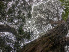 Tropical trees are ‘dying faster’ in Australia, 根据新的研究