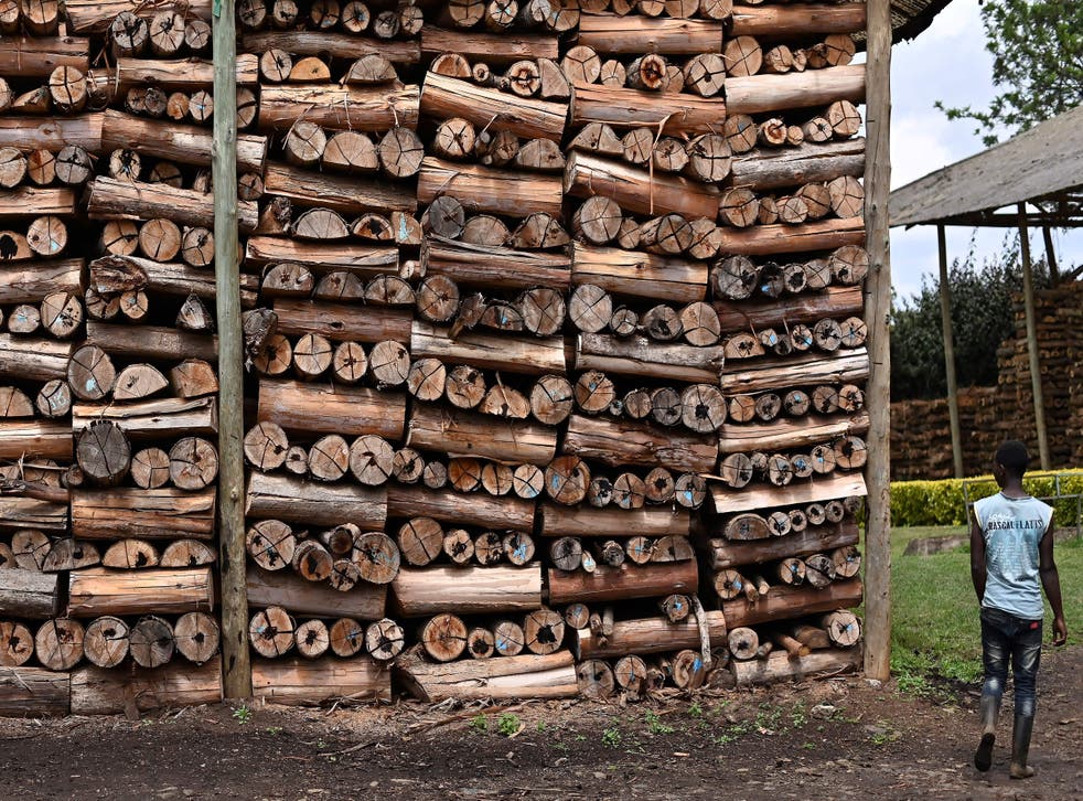<p>A factory worker walks past rows of firewood used to power boilers at the Gitugi tea factory in Nyeri County, Kenya </p>