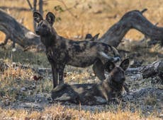 Poachers kill endangered painted dogs in Zimbabwe’s Hwange National Park