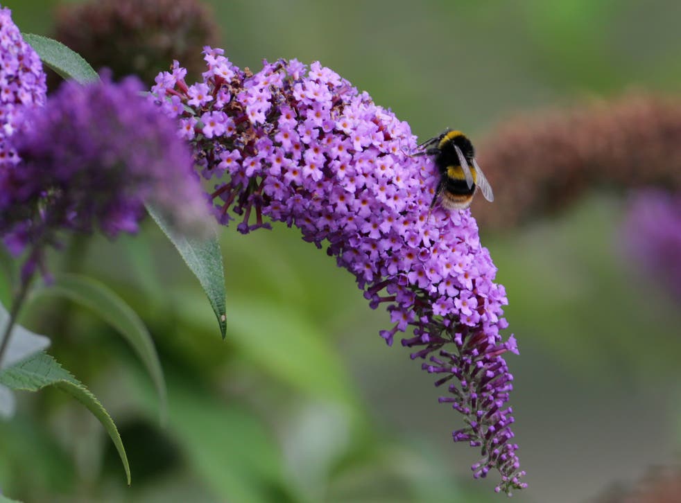 A bumblebee sits on a Buddleia bush (ガレスフラー/ PA)
