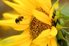 Múltiplos habitats precisam ser protegidos para salvar as abelhas do Reino Unido – estudo