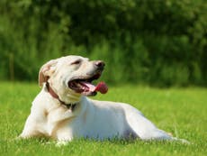 Dogs in London are at greater risk of heatstroke, studie bevind