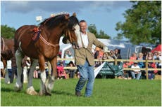 Doc Martin star Martin Clunes to preside over world horse show in Aberdeen