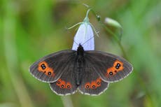 Two-fifths of British butterflies threatened with extinction, 分析は示しています