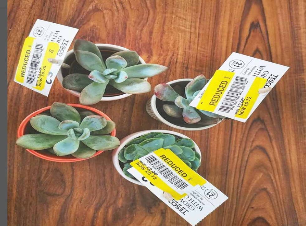 Plants Rosie found yellow stickered (Collect/PA Real Life)